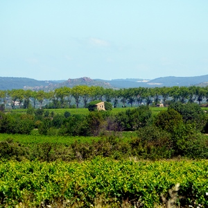 Vignes, rangée d'arbres et  montagnes - France  - collection de photos clin d'oeil, catégorie paysages